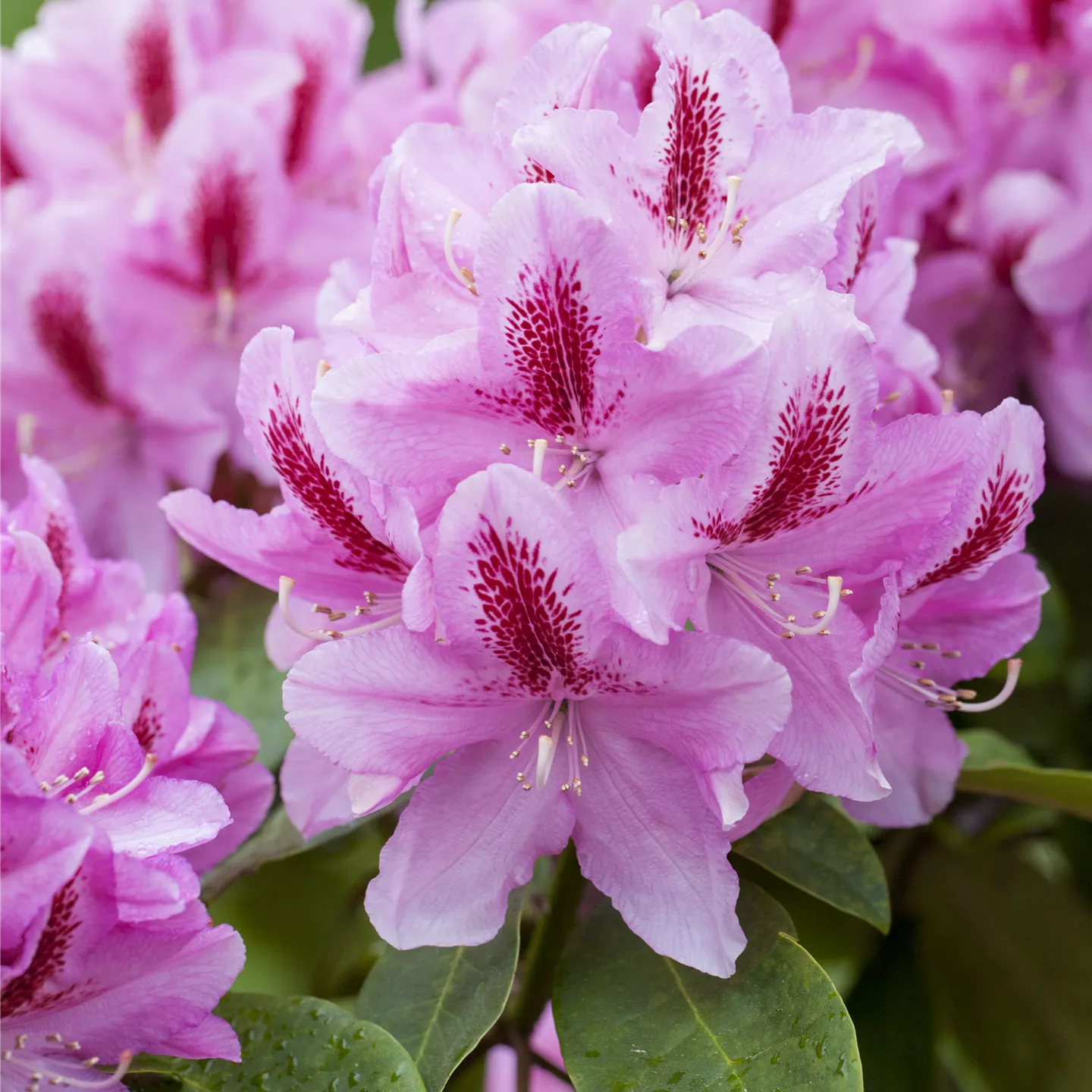 Rhododendron Hybr.'Furnivall's Daughter'