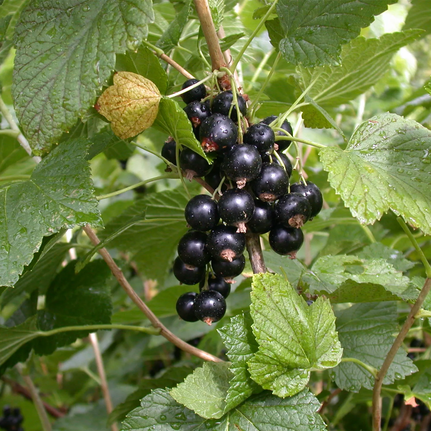 Ribes nigrum 'Titania' -S- CAC