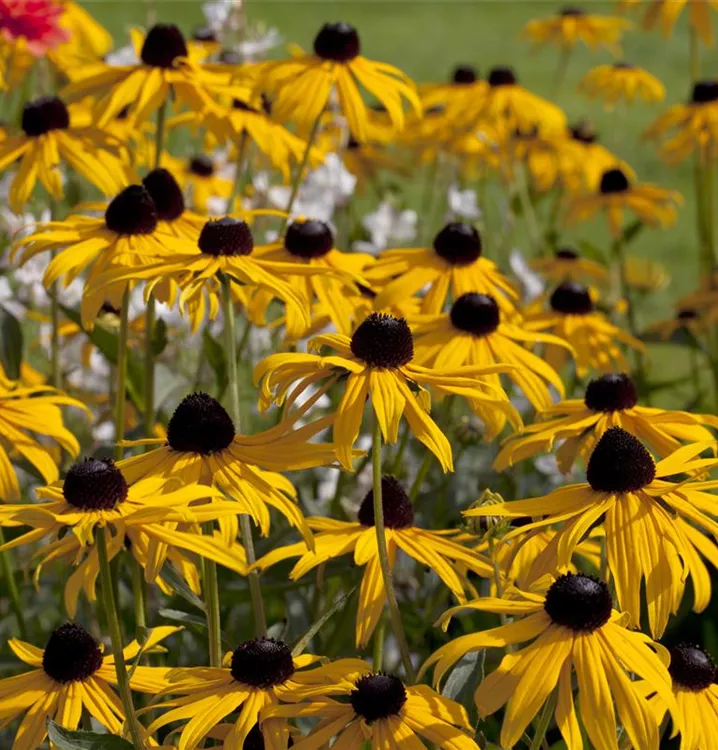 Rudbeckia fulgida 'Early Bird Gold' R, GartenSonnenhut im
