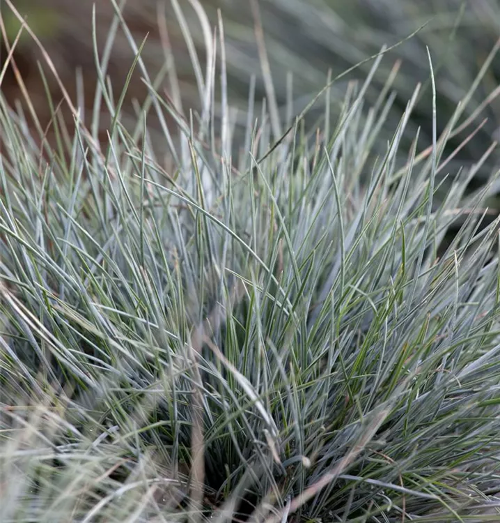 Festuca cinerea 'Azurit', BlauSchwingel im