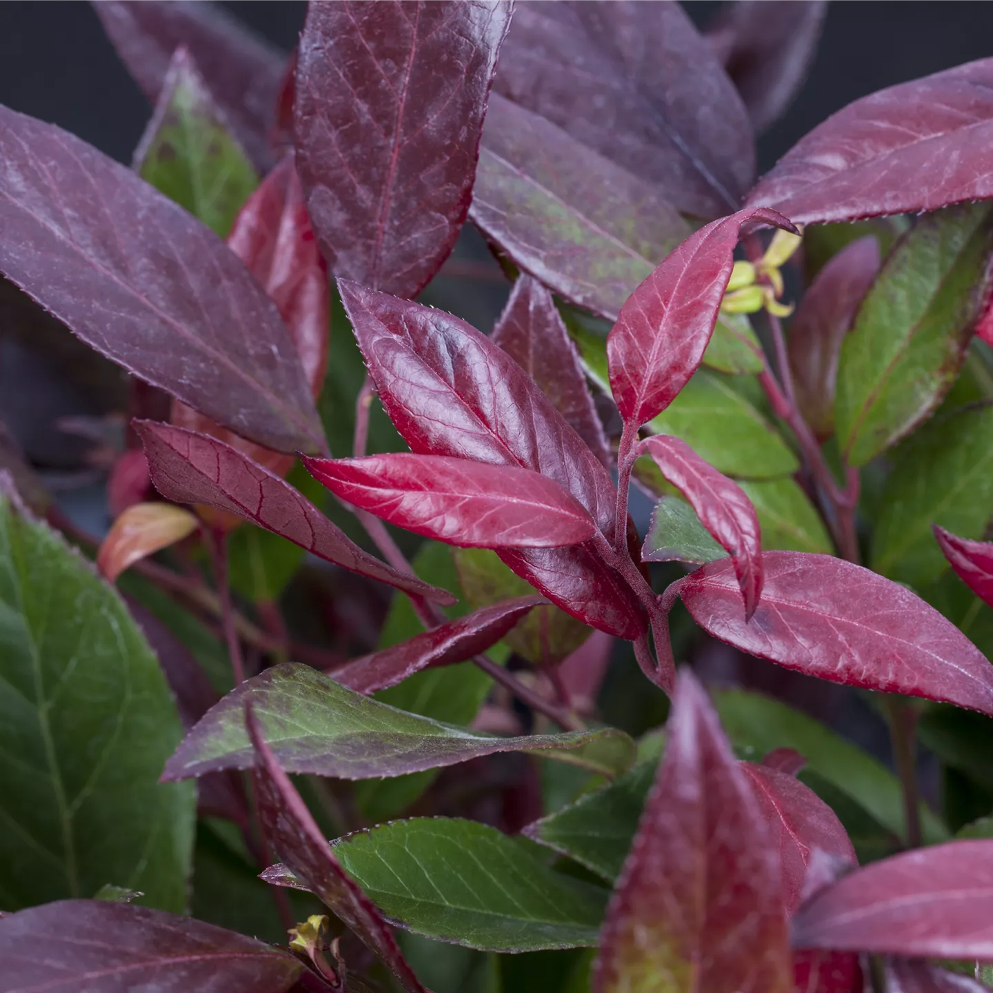 Leucothoe axillaris 'Red Lips' R, Lavendelheide 'Red Lips' im