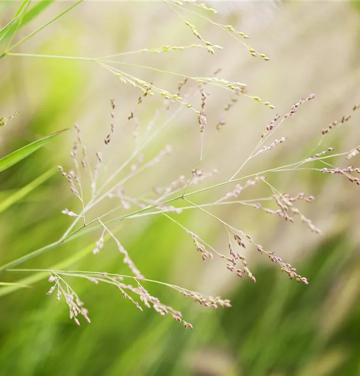 Panicum virgatum 'Cheyenne Sky' R, GartenRutenHirse im