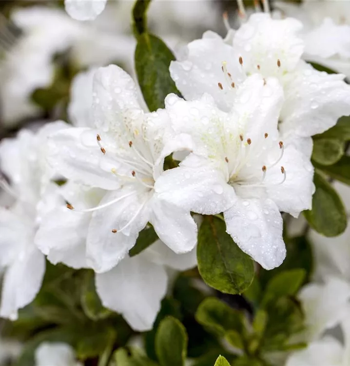 Rhododendron obt.'Diamant Weiß' R, Japanische Azalee im