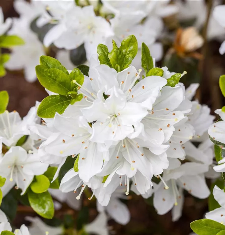 Rhododendron obt., weiß, Japanische Azalee i.S. weiß im