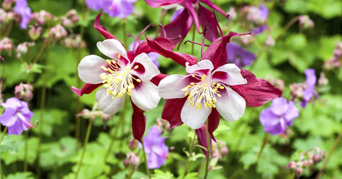 Aquilegia caerulea 'Biedermeier', Sibirische GartenAkelei im