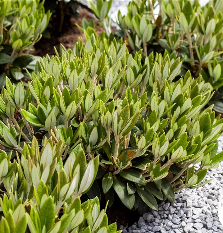 Rhododendron taliense 'Honigduft' im
