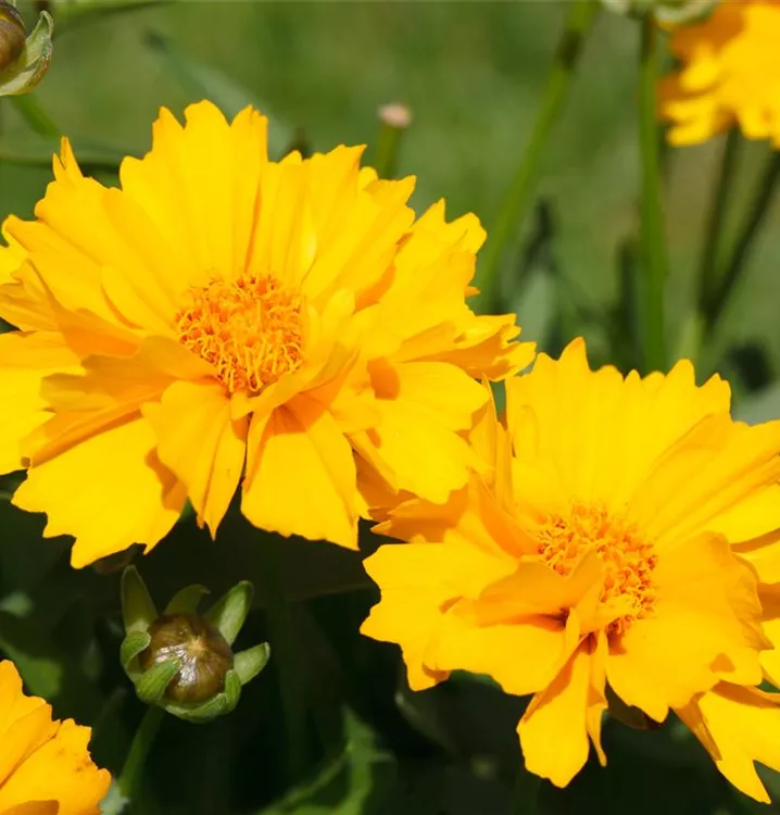 Coreopsis grandiflora 'Sunray', gen., Großblumiges GartenMädchenauge