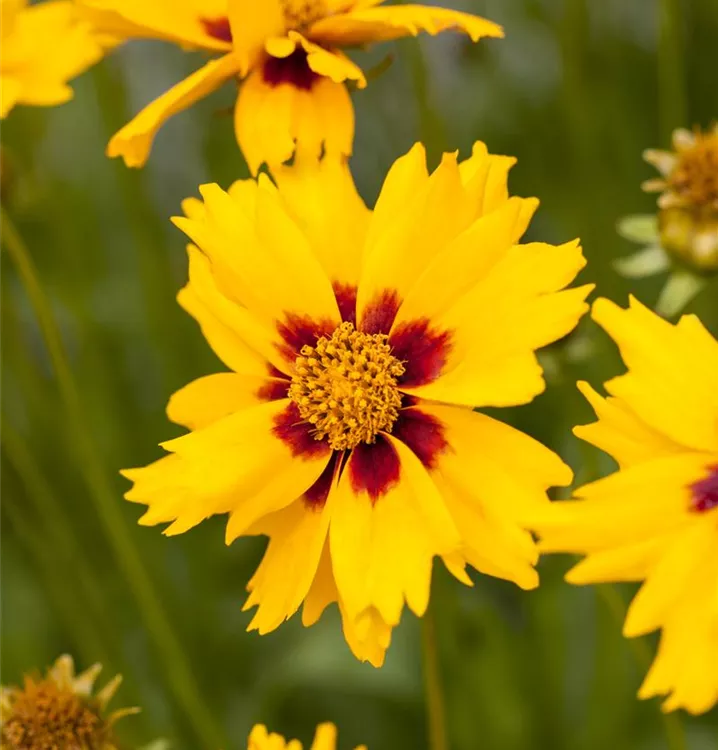 Coreopsis lanceolata 'Sterntaler', ZwergMädchenauge im