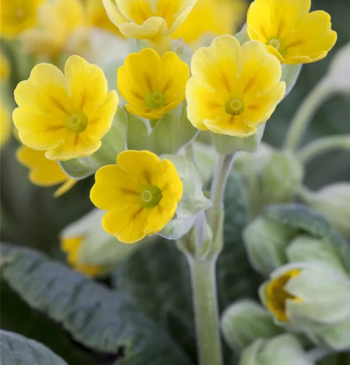 Primula veris, gelb, Schlüsselblume im
