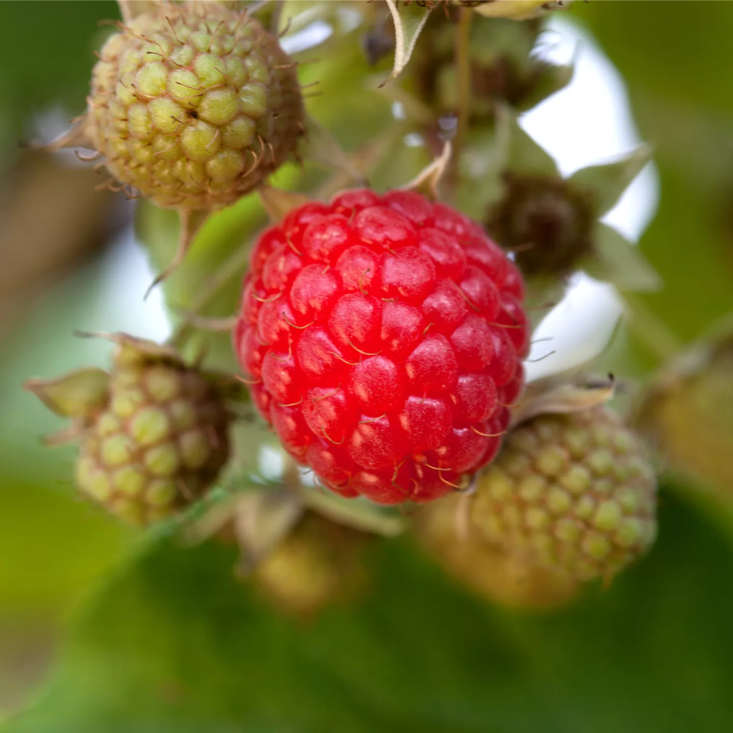 Rubus id.'Rubaca' -S- CAC