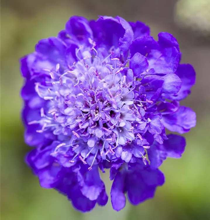 Scabiosa columbaria, TaubenSkabiose im