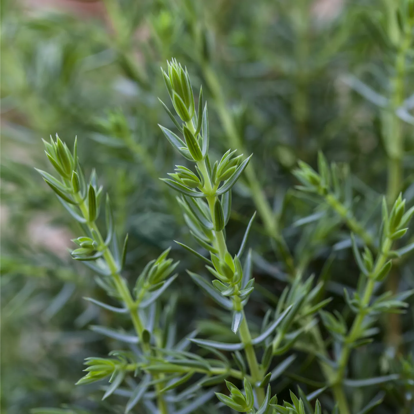Juniperus media 'Hetzii', StrauchWacholder im