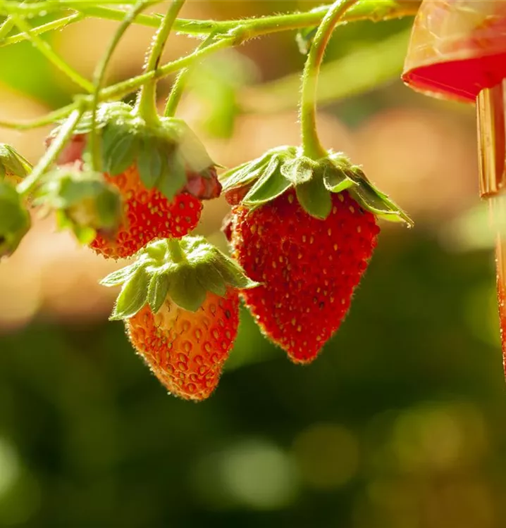 Fragaria 'Elsanta' S CAC, Erdbeere im