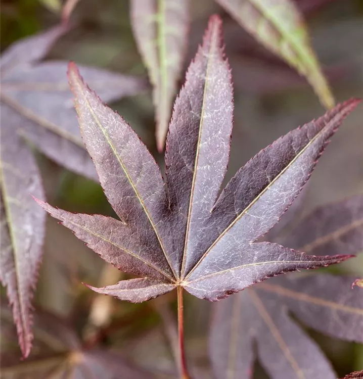 Acer palmatum 'Atropurpureum', Rotblättriger FächerAhorn im