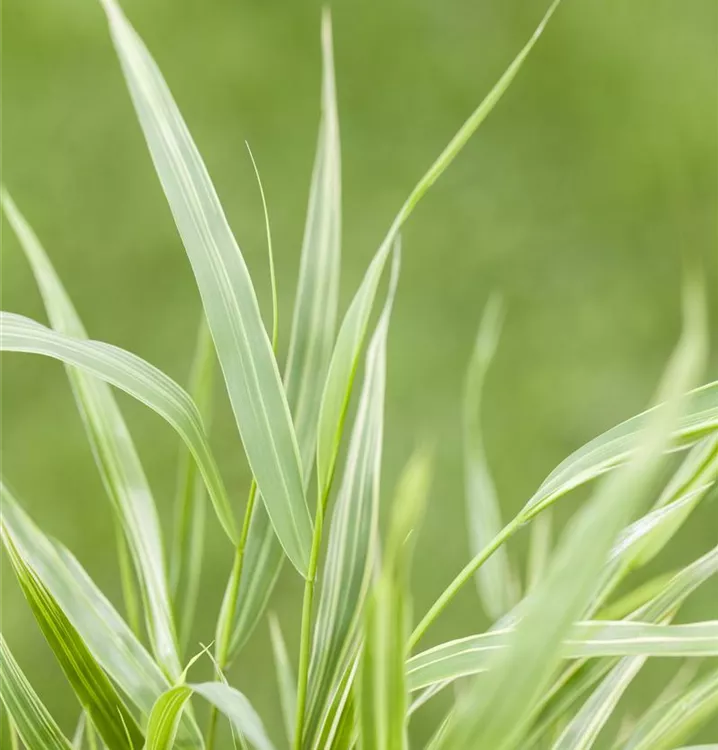 Japans siergras - Hakonechloa macra 'All Gold