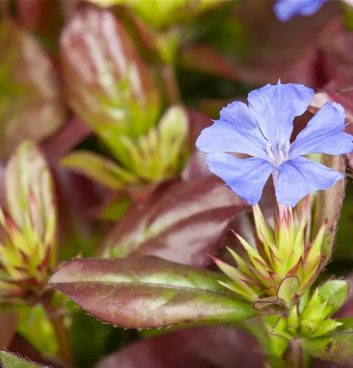 Ceratostigma plumbaginoides, Chinesische Bleiwurz im
