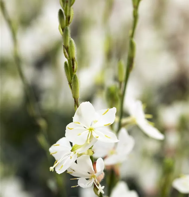 Gaura lindheimerii 'Crimson Butterflies', Prachtkerze im