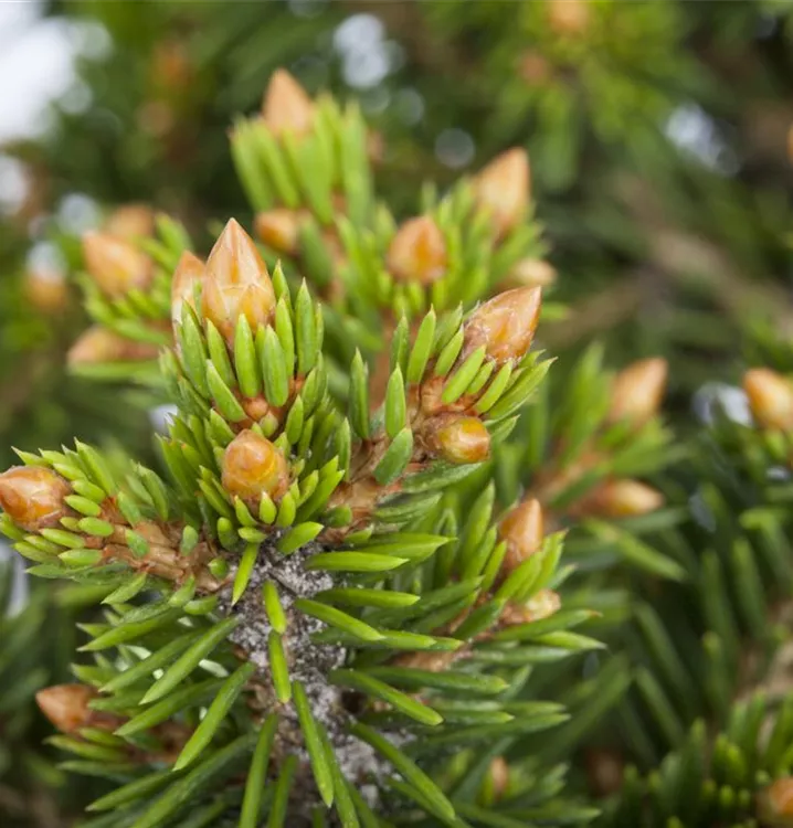 Picea abies 'Will's Zwerg', Kleine KegelFichte im