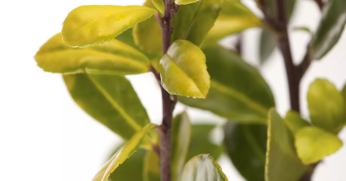 Ilex crenata 