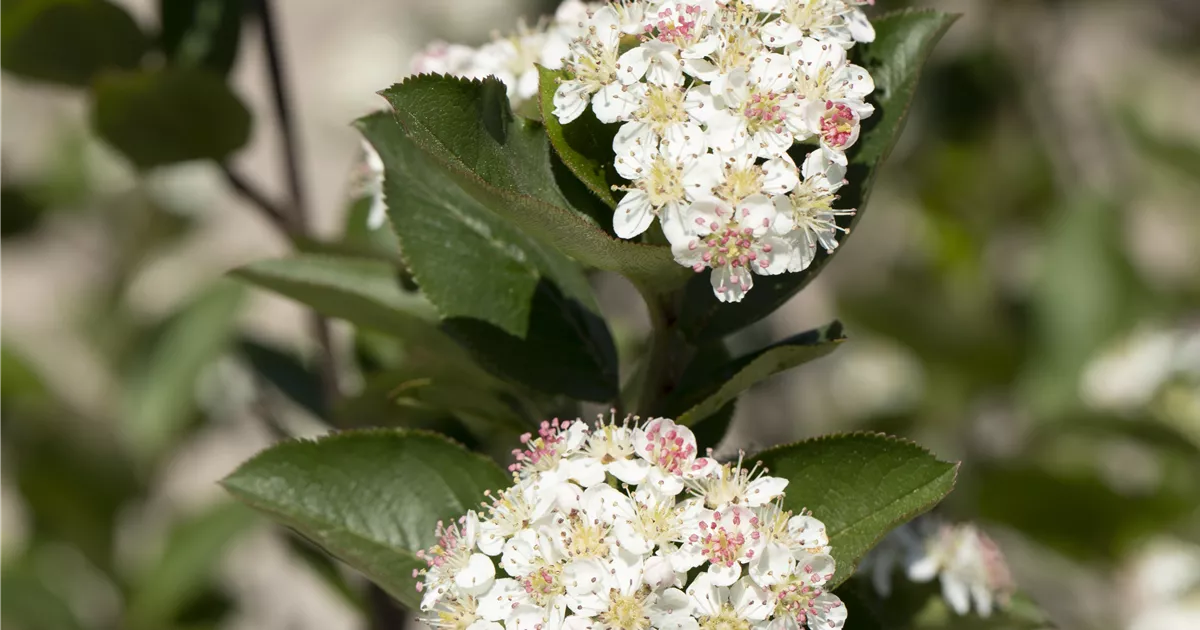Aronia melanocarpa, Apfelbeere, ZwergVogelbeere im