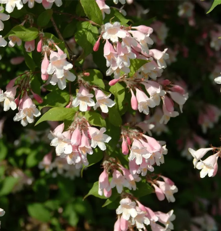 Buisson De Beauté ‘Pink Cloud’ (Kolkwitzia Amabilis) – Arbuste Ornemental à Fleurs Roses En Clochettes, 30-50 Cm En Pot