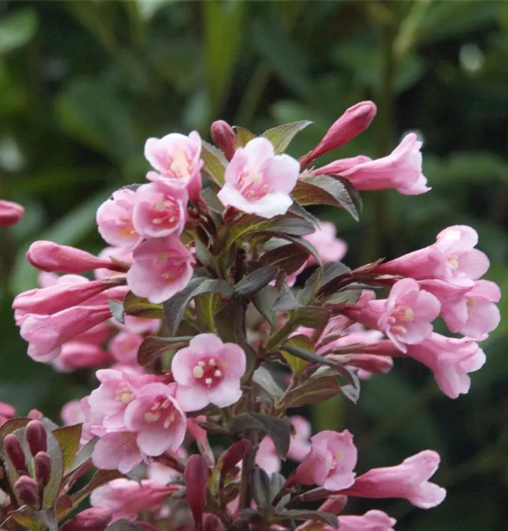 Weigela florida 'Nana Purpurea', Rotblättrige ZwergWeigelie im