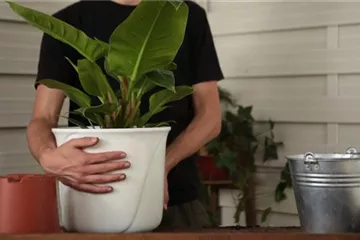 Philodendron - Einpflanzen in ein Gefäß