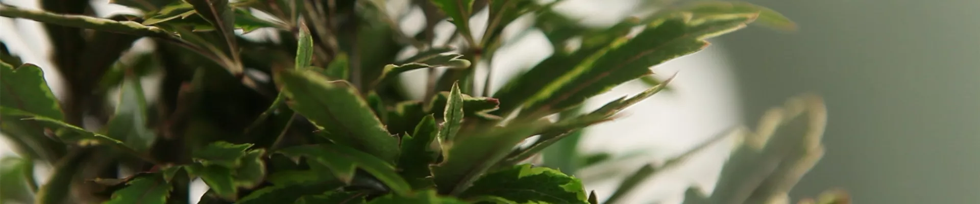 Fingeraralie - Einpflanzen in ein Gefäß (Thumbnail).jpg