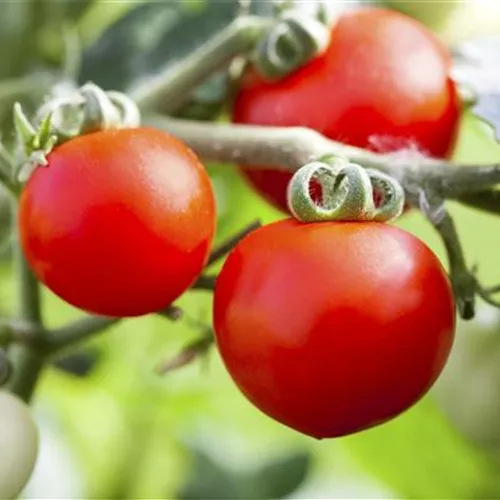 Alte Tomatensorten gibt es auch f&#252;rs Freiland