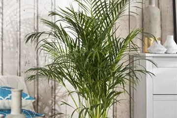 Palmen als Zimmerpflanzen
