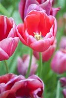 Tulpen im Garten – der bunte Wahnsinn 