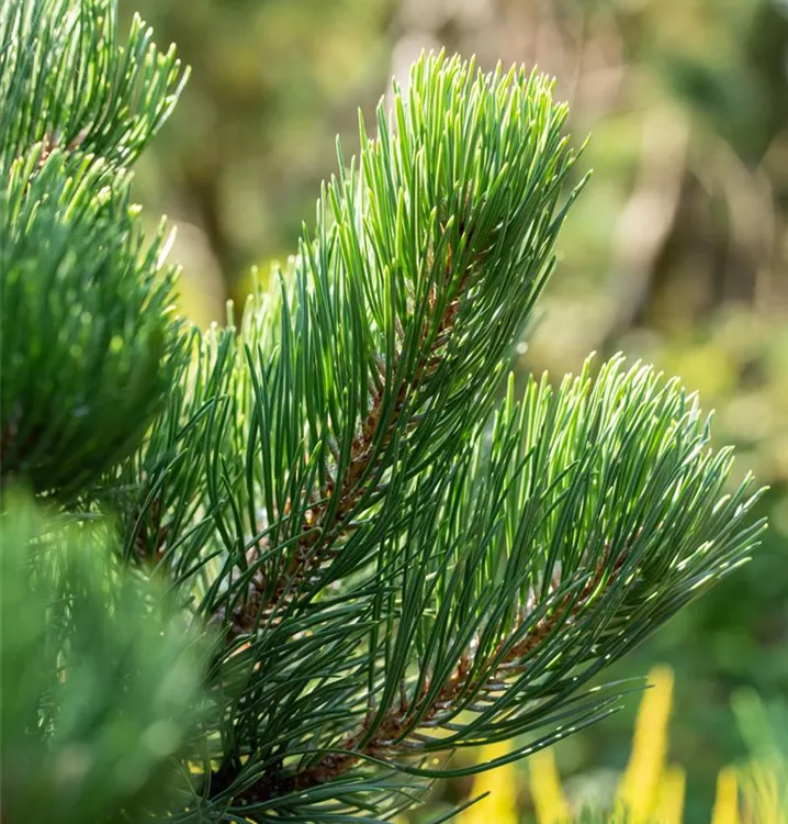 Pinus nigra 'Oregon Green', Schwarzkiefer 'Oregon Green' im