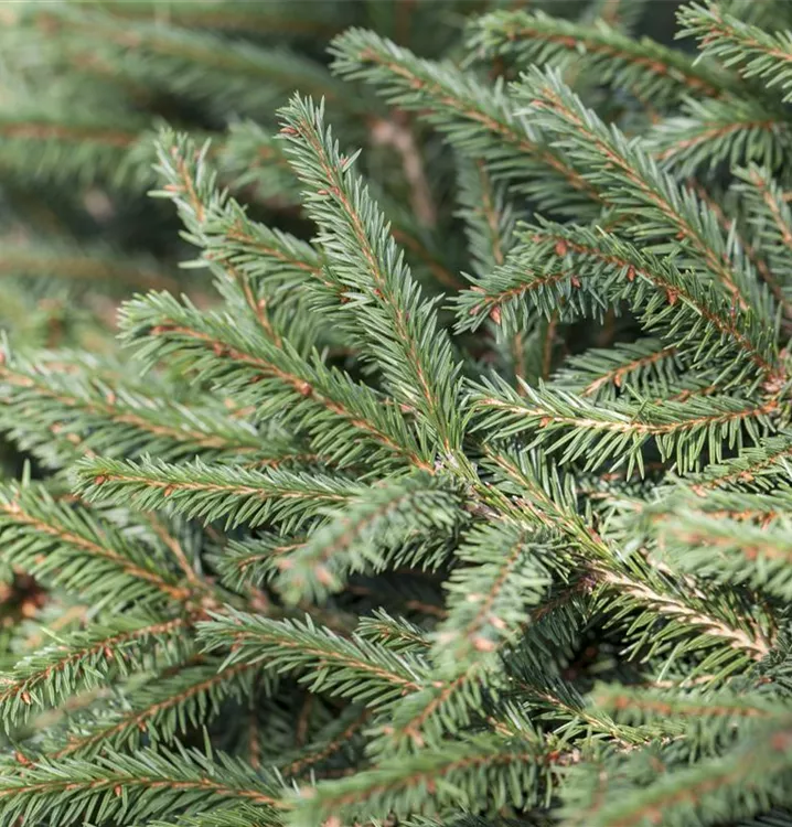 Picea abies 'Nidiformis', NestFichte im