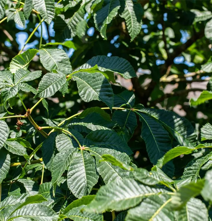 Aesculus carnea 'Briotii', ScharlachKastanie im