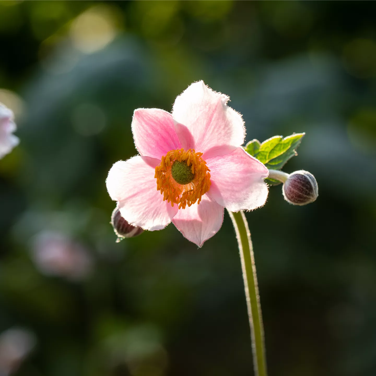 Anemone japonica 'Königin Charlotte'