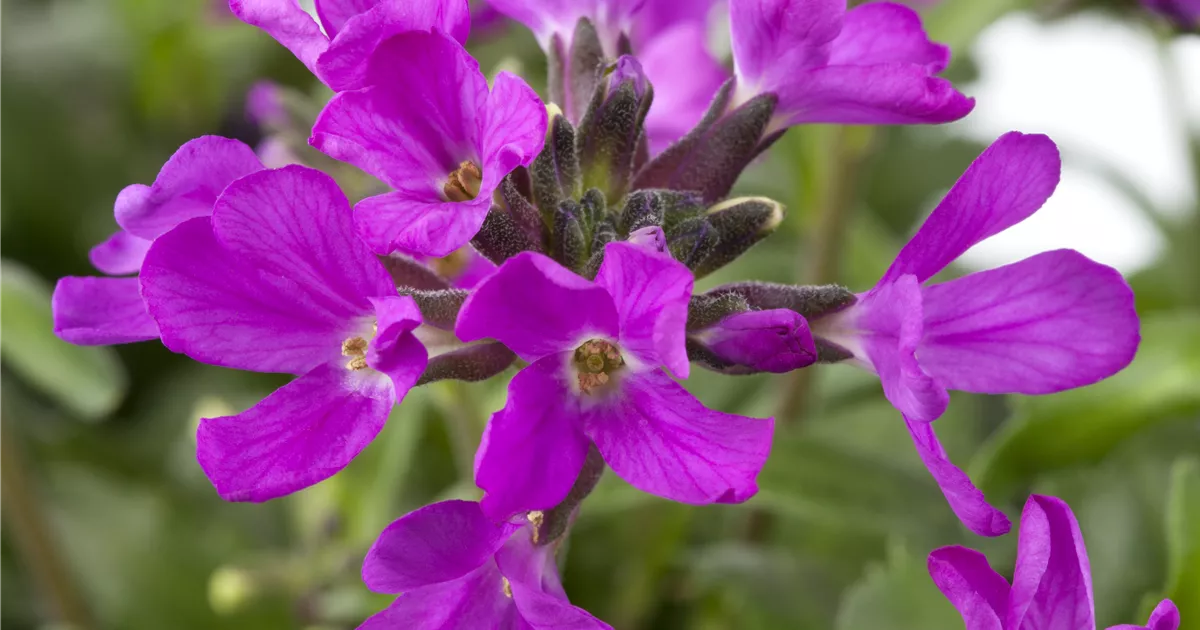 Arabis blepharophylla 'Frühlingszauber', Wimperblättrige Gänsekresse im