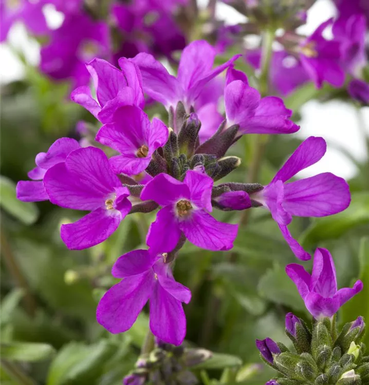 Arabis blepharophylla 'Frühlingszauber', Wimperblättrige Gänsekresse im