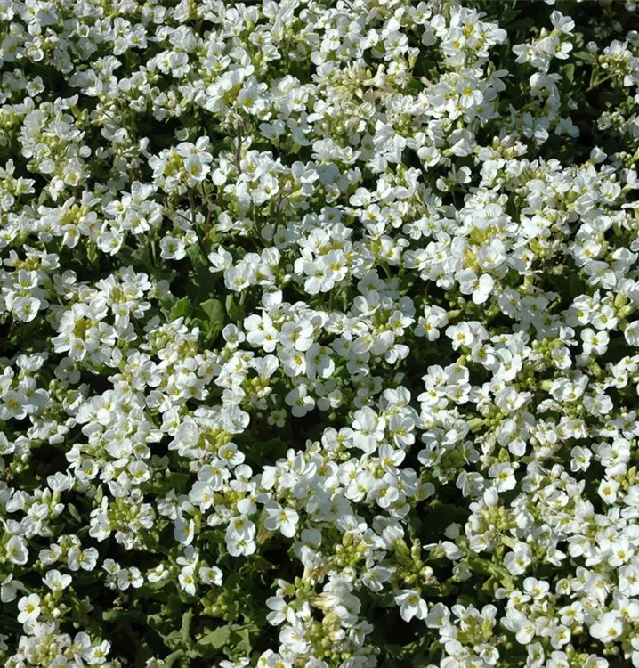 Arabis caucasica 'Schneehaube', KaukasusGänsekresse im