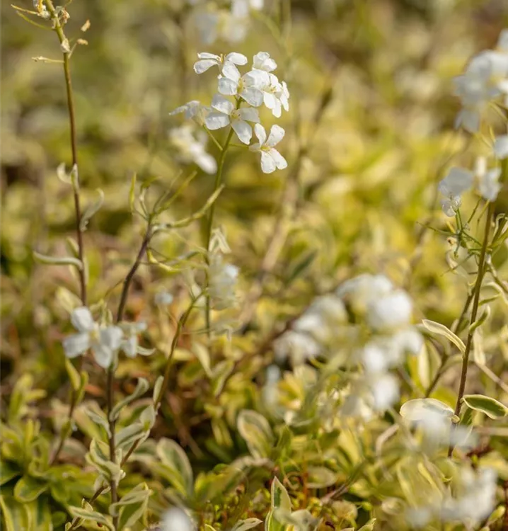 Arabis ferdinandicoburgii 'Old Gold', MazedonienGänsekresse im