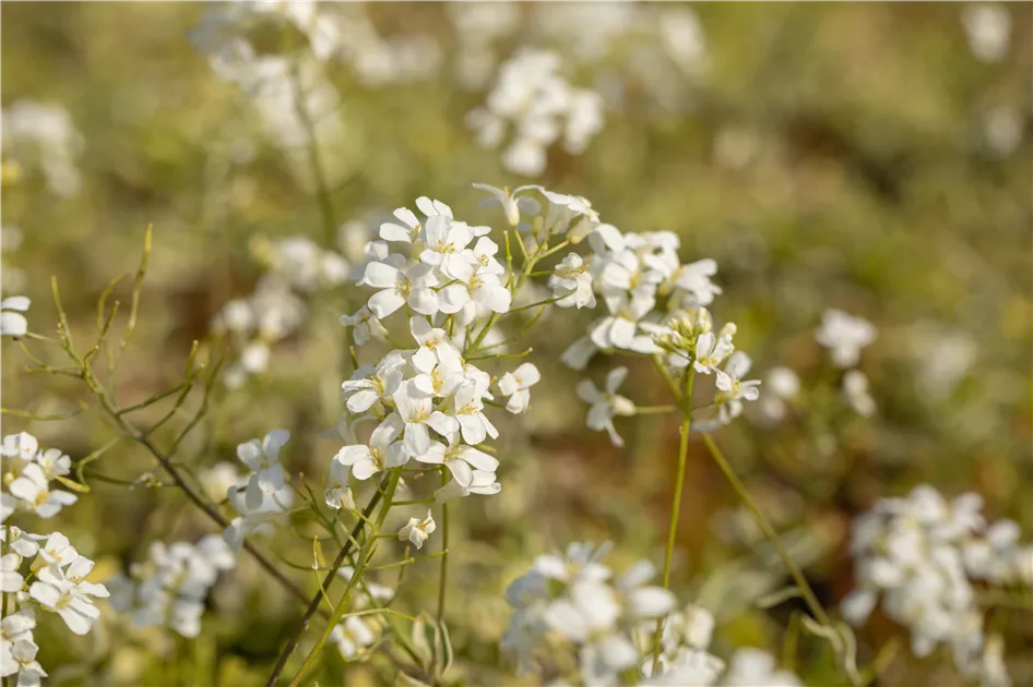 Arabis Ferdinandi Coburgii Old Gold Mazedonien Gansekresse Im Pflanzenshop