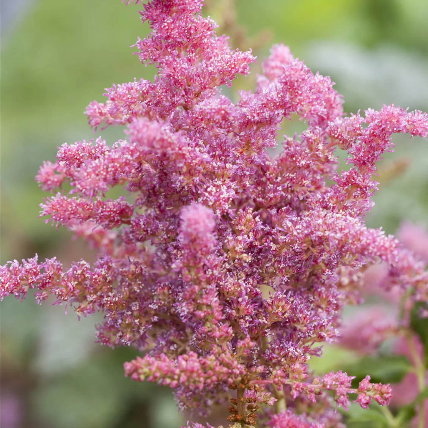 Astilbe x cult.'Younique Cerise' -R-