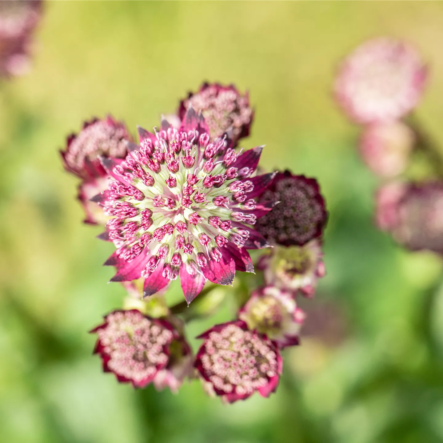 Astrantia major 'Abbey Road' -R-