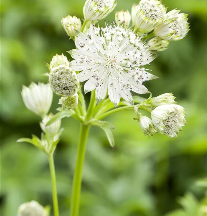 Astrantia major 'Snow Star' R, Große Sterndolde im