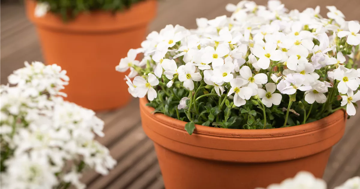 Aubrieta x cult.'Regado Weiß', Blaukissen im