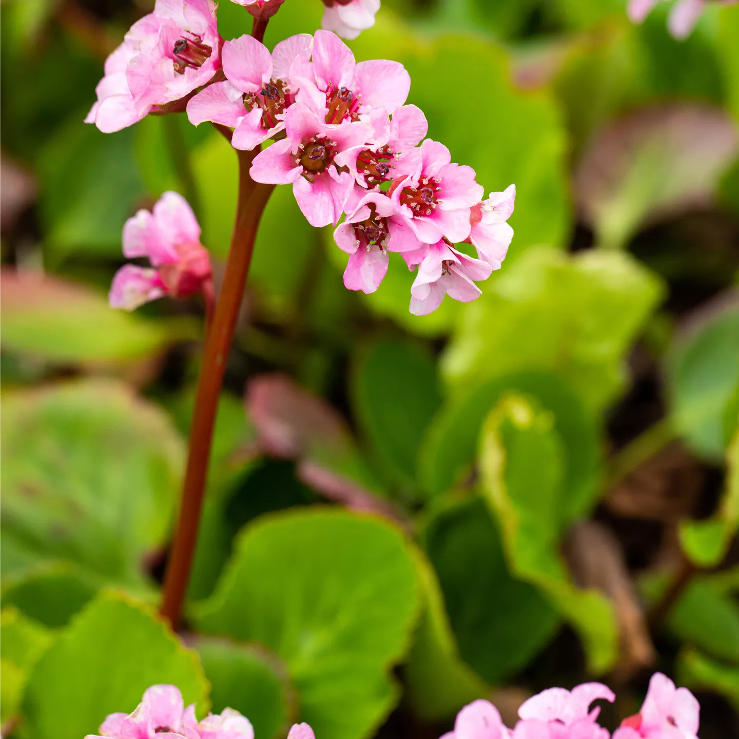Bergenia cordifolia 'Purpurea', Bergenie im
