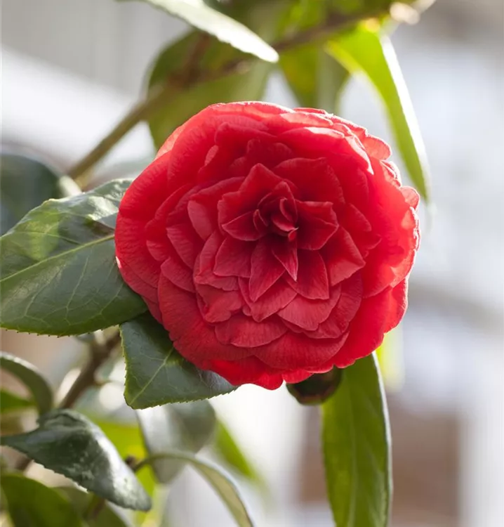 Camellia 'Dr. Burnside', Kamelie im