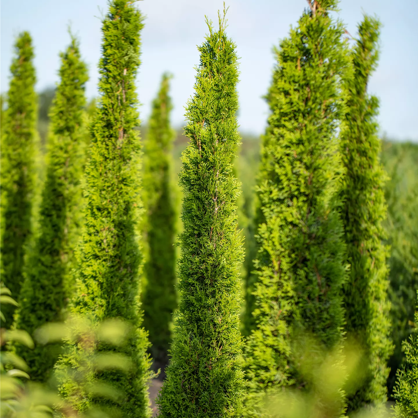 Cupressus sempervirens 'Pyramidalis', SäulenZypresse im