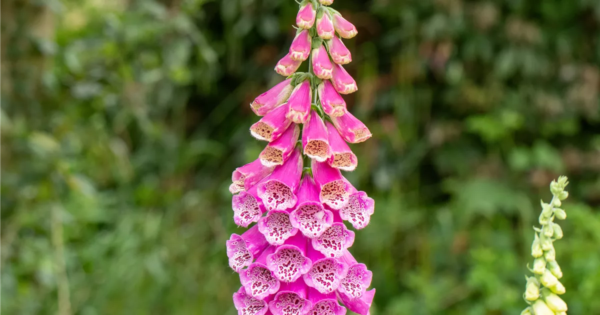 Digitalis purpurea 'Gloxiniaeflora', GartenFingerhut im