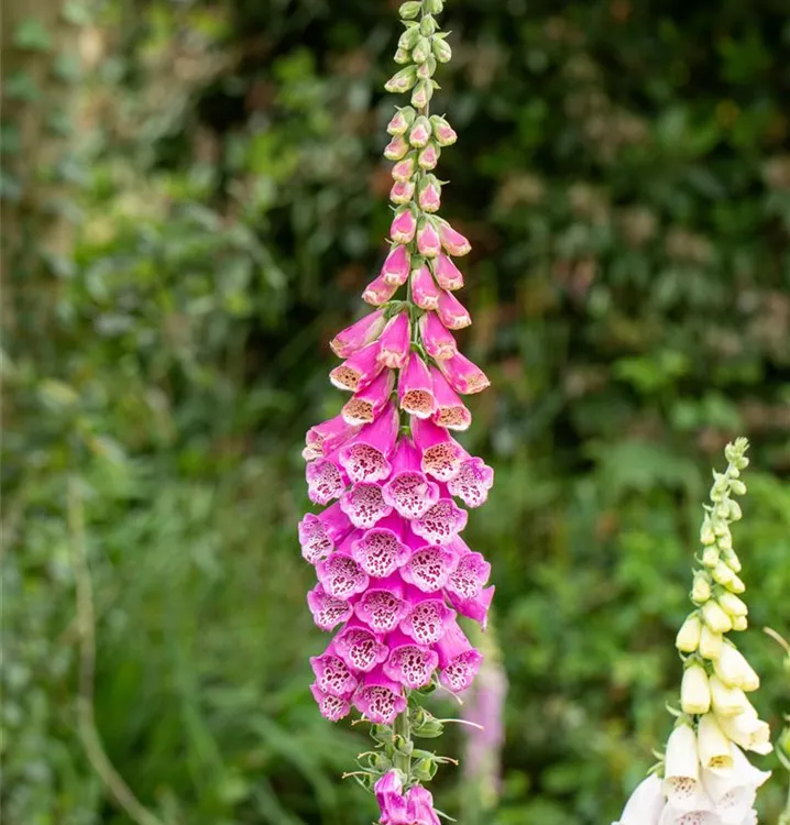 Digitalis purpurea 'Gloxiniaeflora', GartenFingerhut im