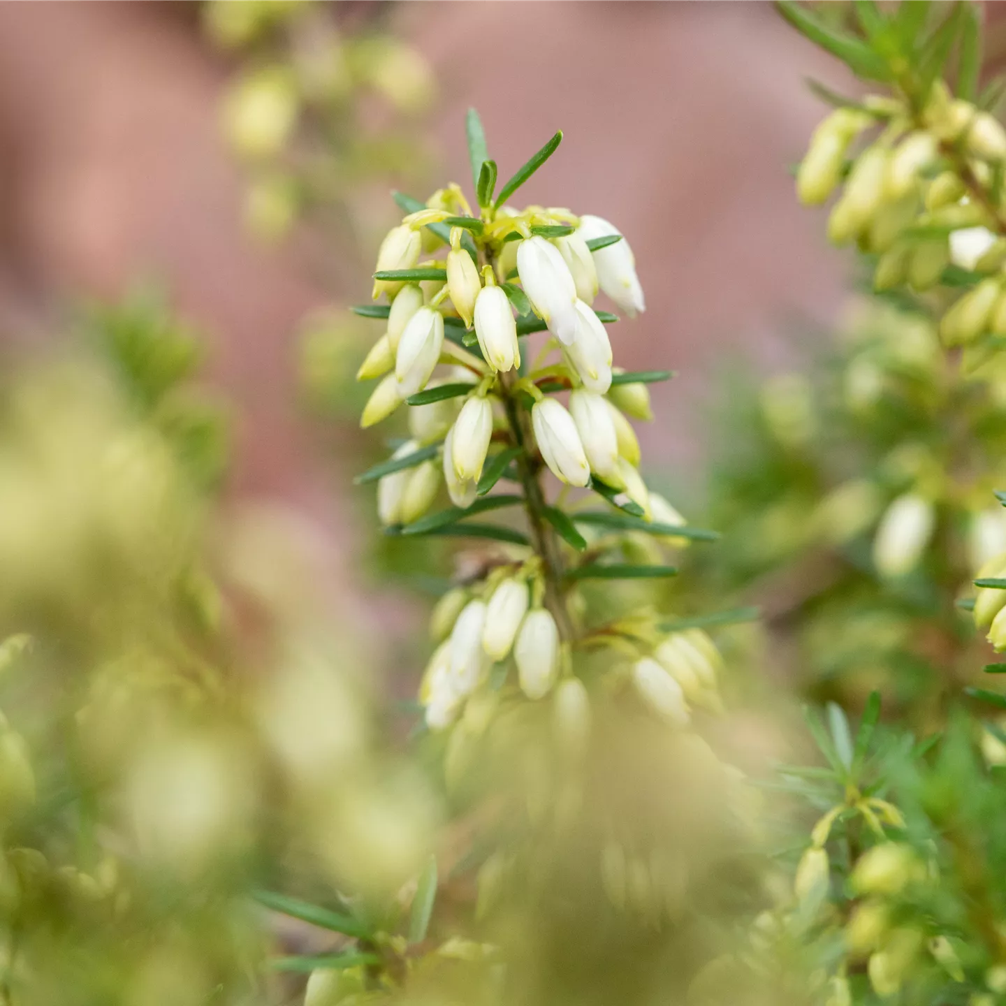 Erica carnea 'March Seedling', Schneeheide im